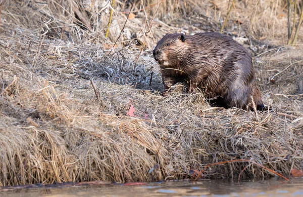 Biber Der Kanadischen Wildnis — Stockfoto