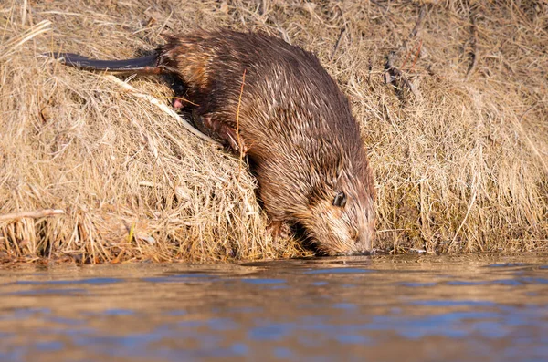 Kanada vahşi doğasında kunduz.
