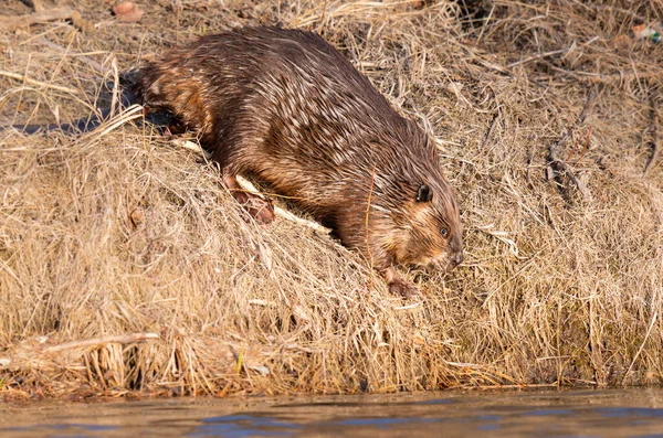 Castor Desierto Canadiense — Foto de Stock