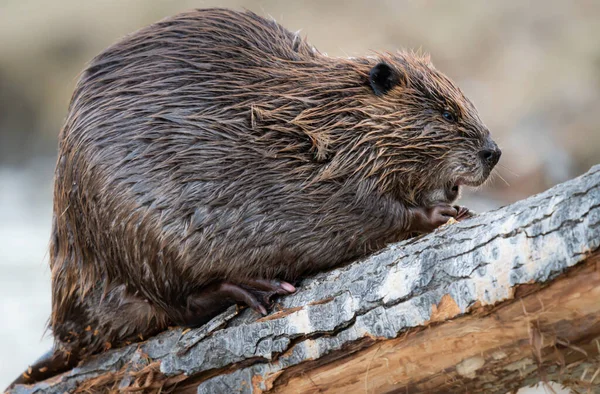 Kanada vahşi doğasında kunduz.