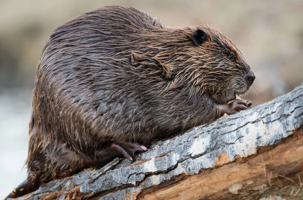 Castor Dans Nature Sauvage Canadienne — Photo