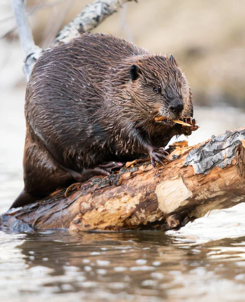 Castor Dans Nature Sauvage Canadienne — Photo