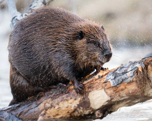 Castor Dans Nature Sauvage Canadienne — Photo