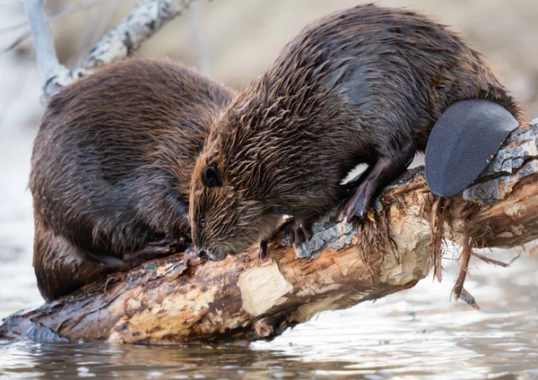 Kanada vahşi doğasında kunduz.