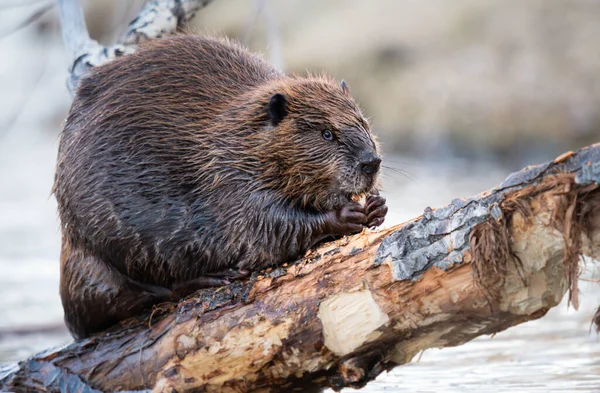 Castor Dans Nature Sauvage Canadienne — Photo