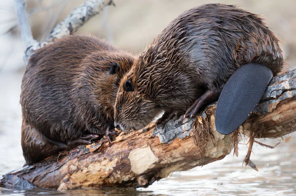 Biber Der Kanadischen Wildnis — Stockfoto