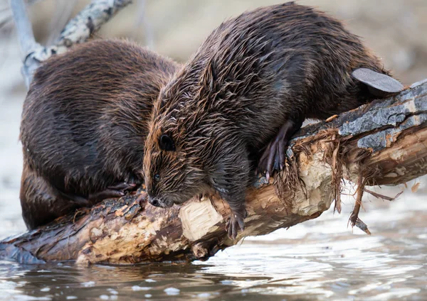 Kanada vahşi doğasında kunduz.
