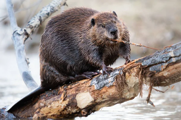 Bever Canadese Wildernis — Stockfoto