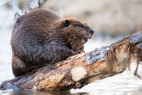 Kanada vahşi doğasında kunduz.