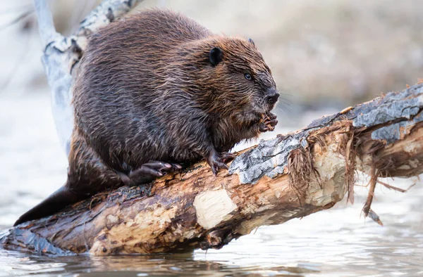 Kanada vahşi doğasında kunduz.