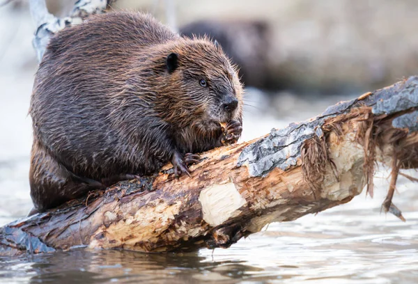 Kanada vahşi doğasında kunduz.