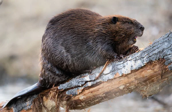 Beaver Canadian Wilderness — Stock Photo, Image