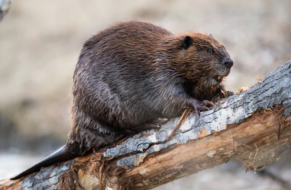 Kanada vahşi doğasında kunduz.