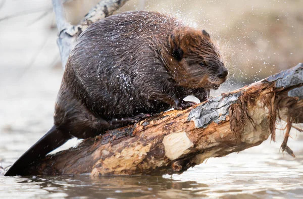 Kanada vahşi doğasında kunduz.