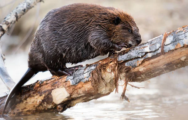 Castor Dans Nature Sauvage Canadienne — Photo