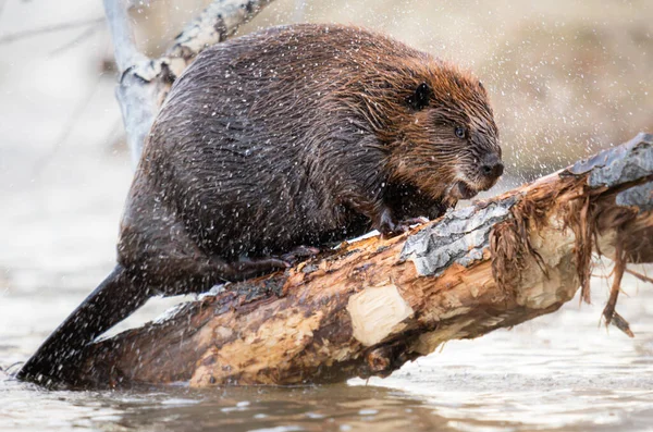Kanada vahşi doğasında kunduz.