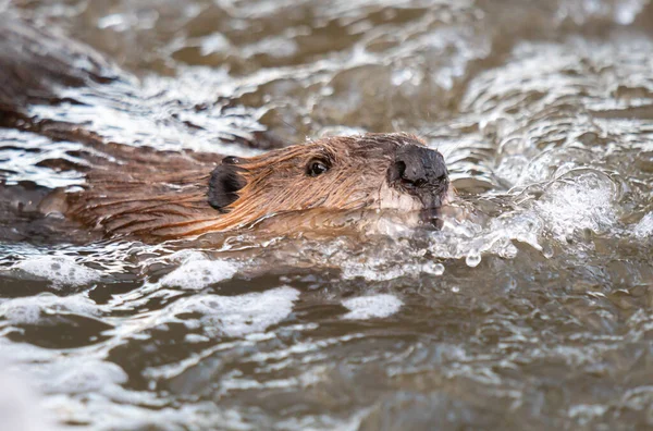Kanada vahşi doğasında kunduz.
