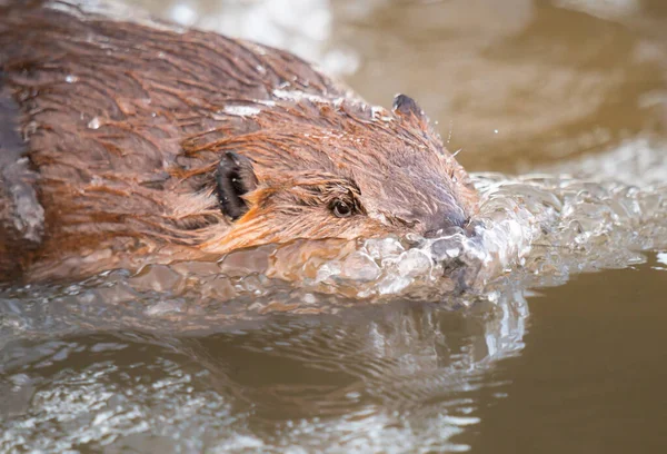 Kanada vahşi doğasında kunduz.