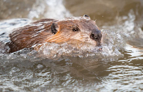 Kanada vahşi doğasında kunduz.
