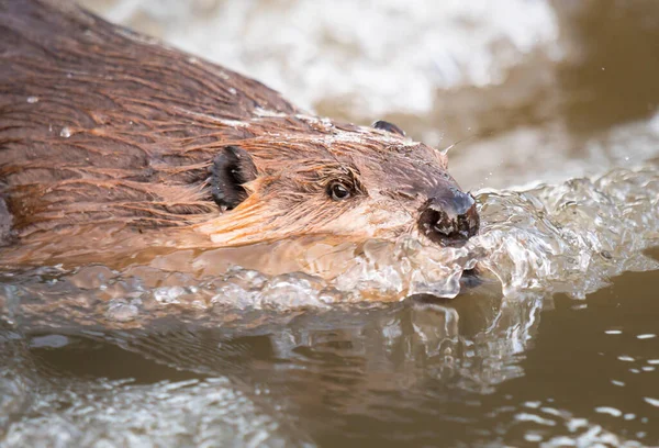 Kanada vahşi doğasında kunduz.