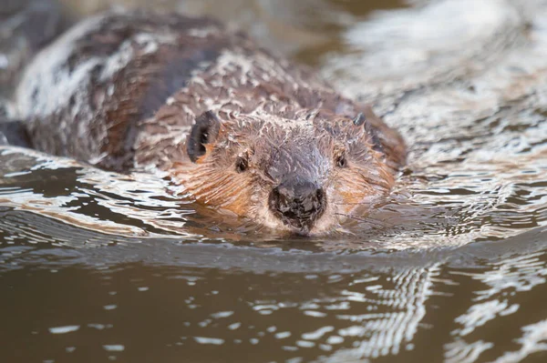 Kanada vahşi doğasında kunduz.