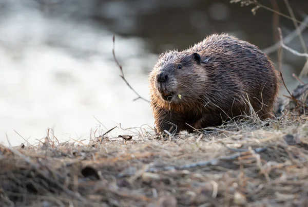 Castor Dans Nature Sauvage Canadienne — Photo