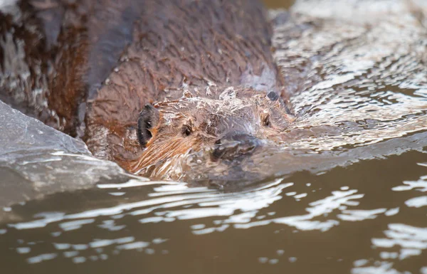 Kanada vahşi doğasında kunduz.