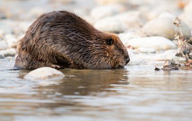 Kanada vahşi doğasında kunduz.