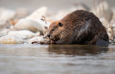 Kanada vahşi doğasında kunduz.