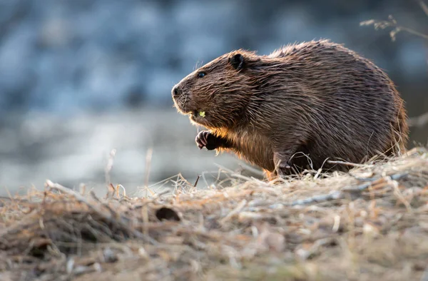 Castor Deserto Canadense — Fotografia de Stock