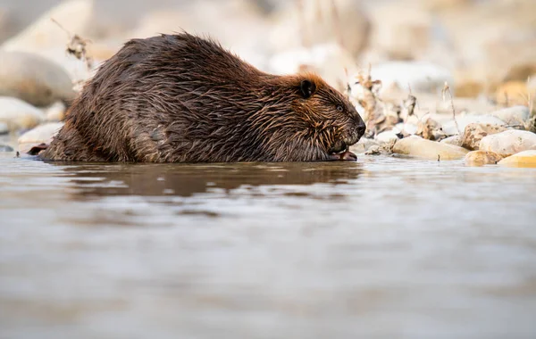 Biber Der Kanadischen Wildnis — Stockfoto