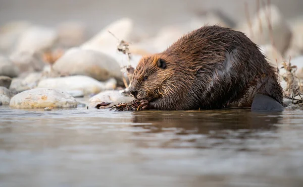 Biber Der Kanadischen Wildnis — Stockfoto