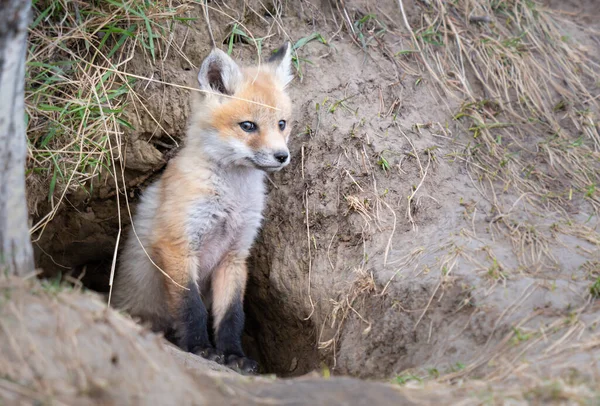 Rode Vos Kits Het Wild — Stockfoto