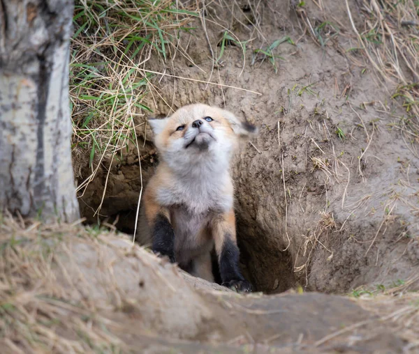 Kits Renard Roux Dans Nature — Photo