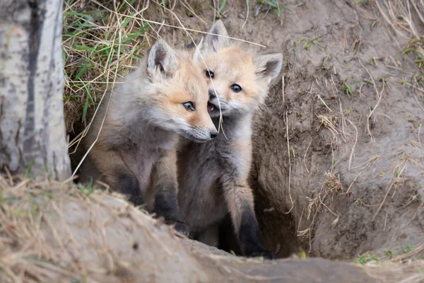 野生の赤いキツネのキット — ストック写真