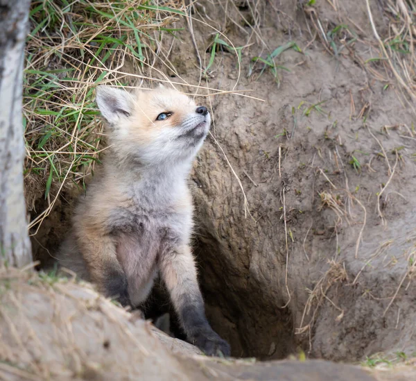 Red Fox Kits Wild — Stock Photo, Image