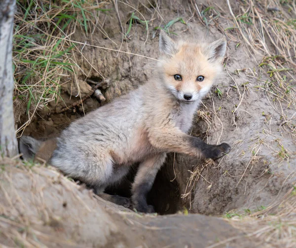 Rode Vos Kits Het Wild — Stockfoto