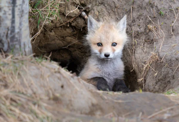 Kits Renard Roux Dans Nature — Photo