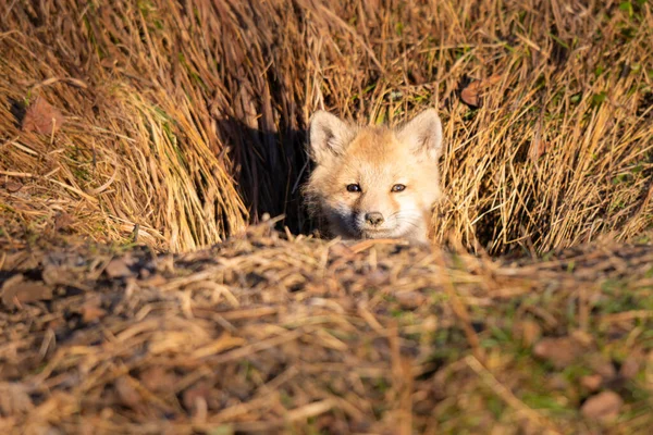 Kits Renard Roux Dans Nature — Photo