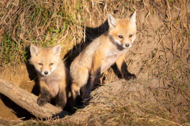 Vahşi doğada kızıl tilki yavruları
