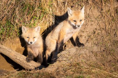 Vahşi doğada kızıl tilki yavruları
