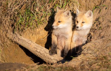 Vahşi doğada kızıl tilki yavruları