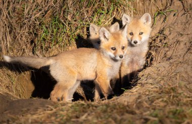 Vahşi doğada kızıl tilki yavruları