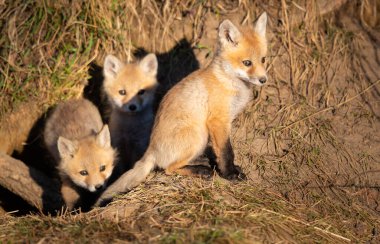 Vahşi doğada kızıl tilki yavruları