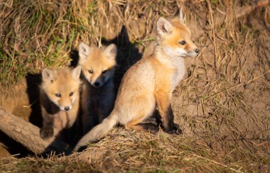 Vahşi doğada kızıl tilki yavruları