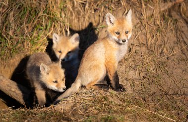 Vahşi doğada kızıl tilki yavruları