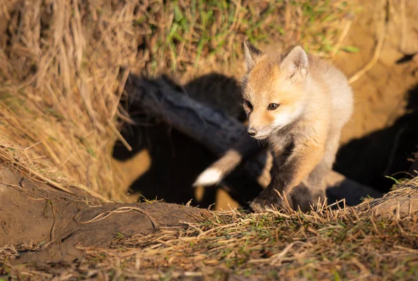 Rojo Zorro Kits Naturaleza — Foto de Stock