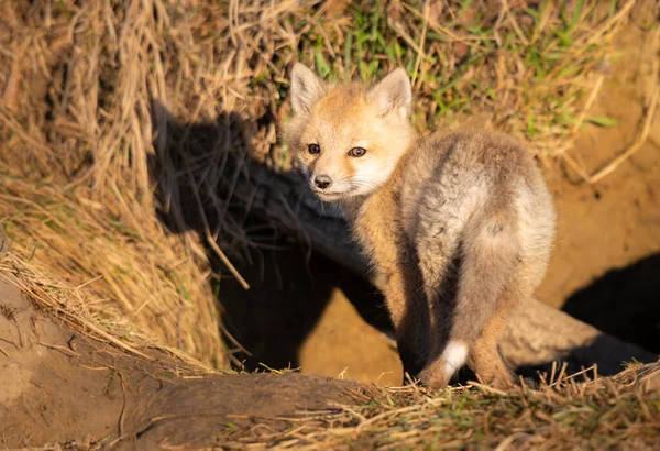 Kits Renard Roux Dans Nature — Photo