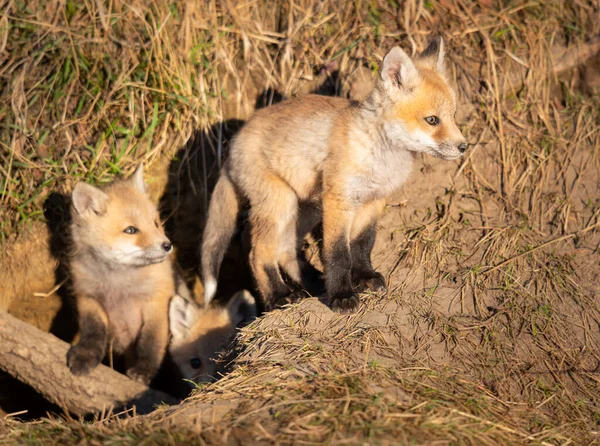 Red Fox Kits Wild — Stock Photo, Image