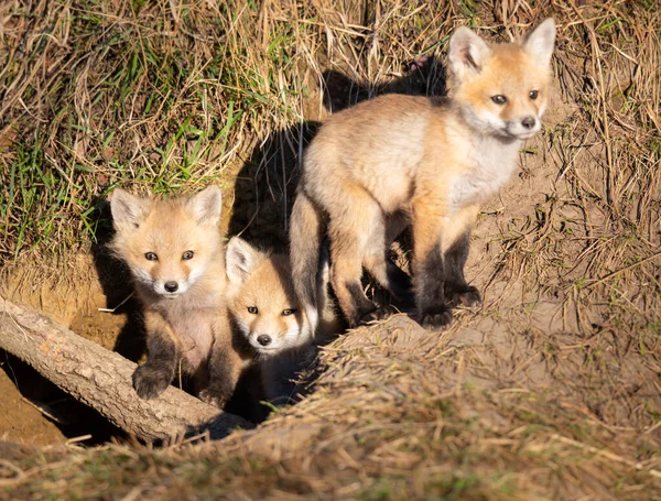 Rode Vos Kits Het Wild — Stockfoto